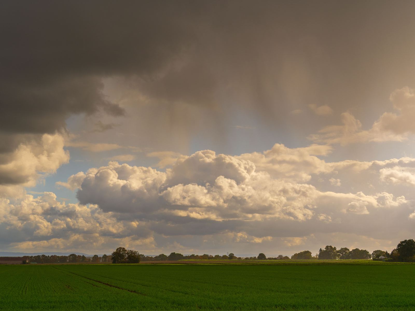 An open green field under bright cumulus cloud and clear light after rain.