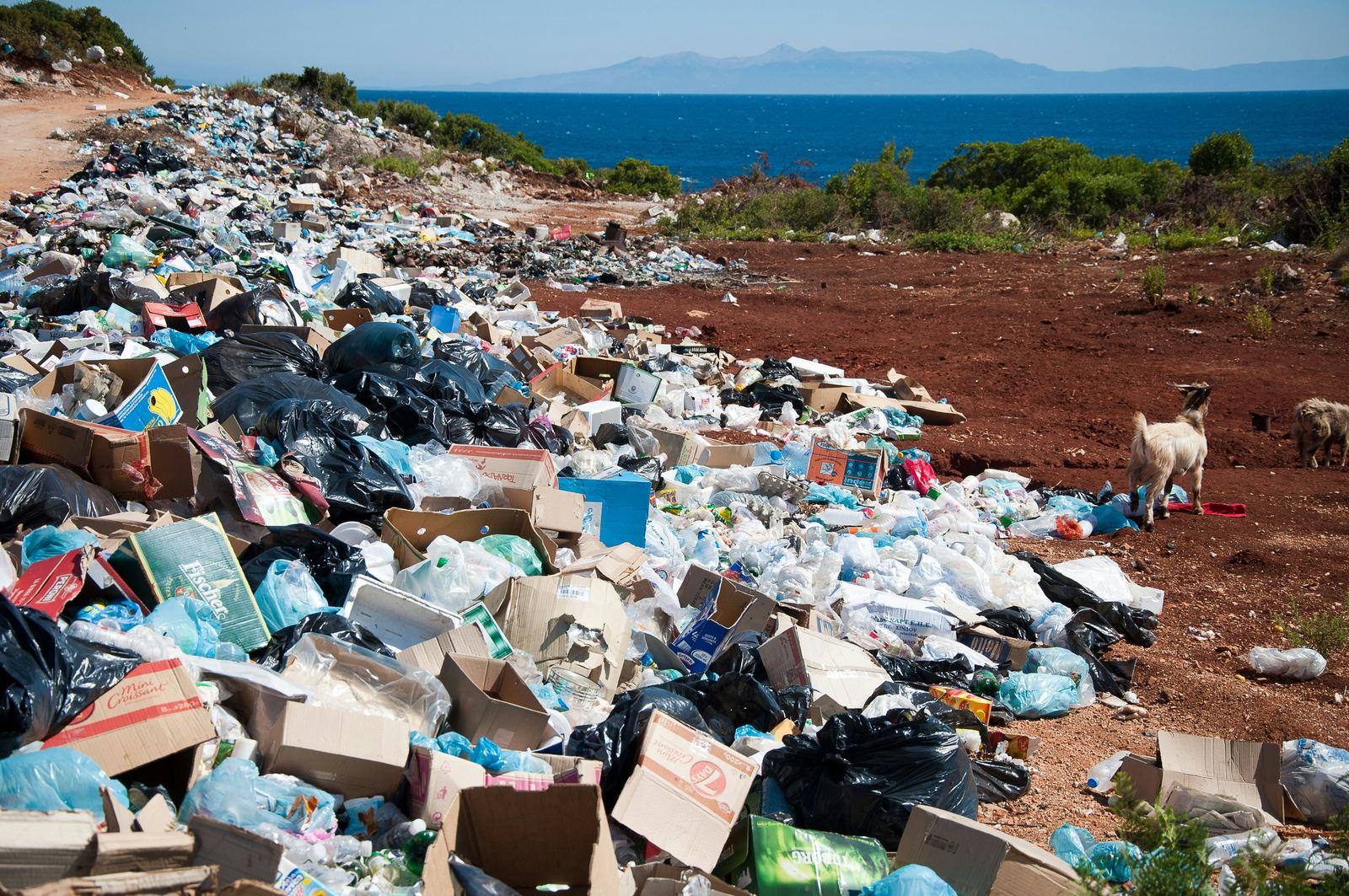 An open dumping ground of plastic, cardboard and bagged refuse spreading along a coastline, with stray animals foraging.